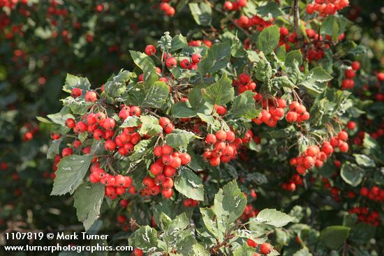 Fleshy Hawthorn fruit & foliage