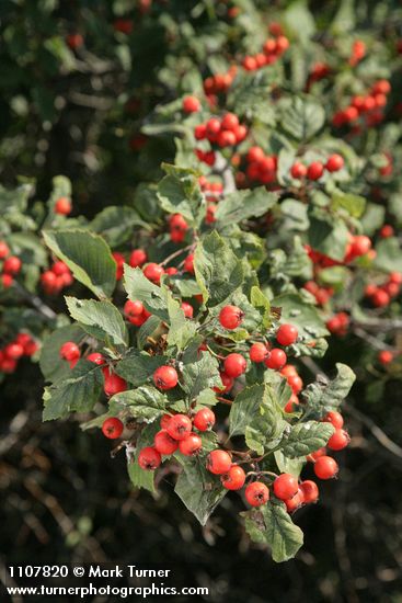 Fleshy Hawthorn fruit & foliage