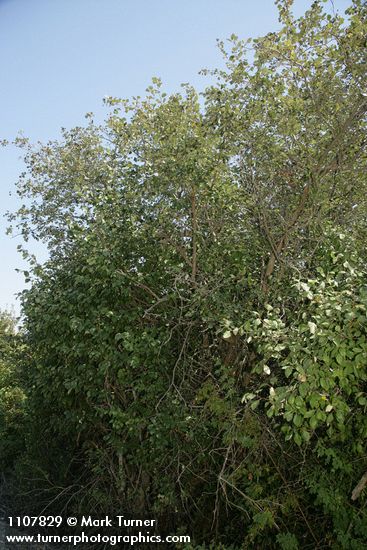 Okanagan Valley Hawthorn