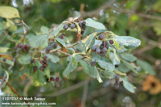 Okanagan Valley Hawthorn fruit & foliage