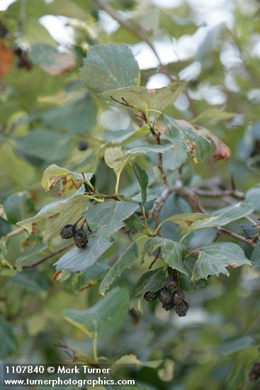 Okanagan Valley Hawthorn fruit & foliage