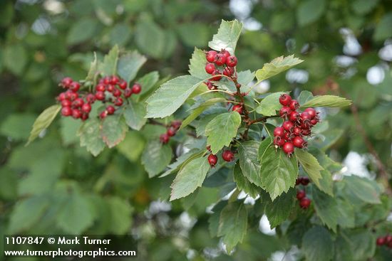 Okanagan Valley Hawthorn fruit & foliage