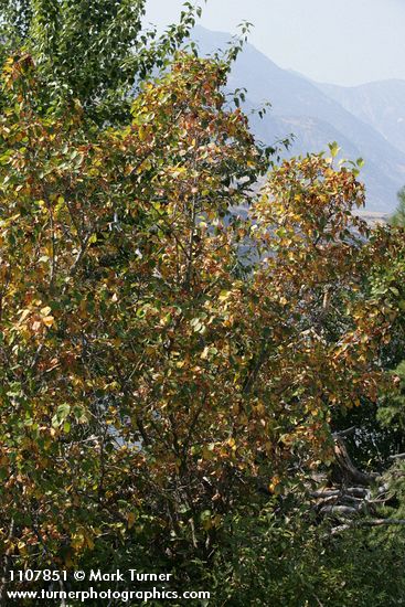 Okanagan Valley Hawthorn