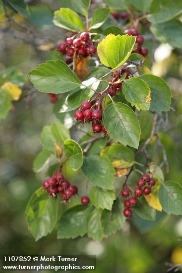 Okanagan Valley Hawthorn fruit & foliage