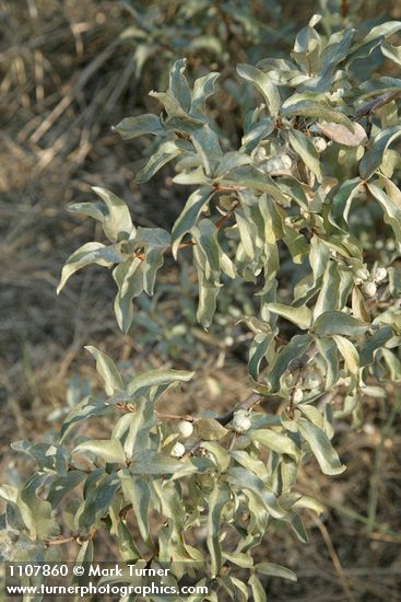 Slverberry fruit & foliage