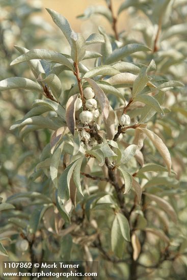 Slverberry fruit & foliage
