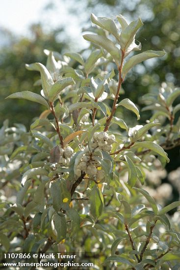 Slverberry fruit & foliage