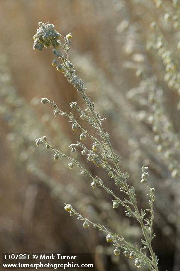 Prairie Sagewort blossoms & foliage detail