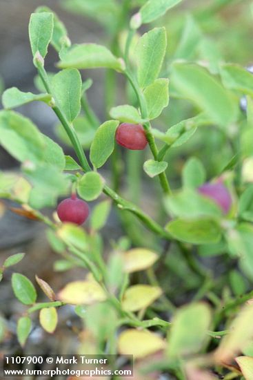 Grouseberry fruit & foliage detail