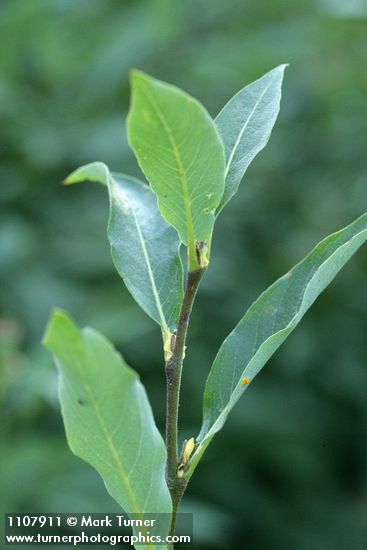 Drummond's Willow foliage detail