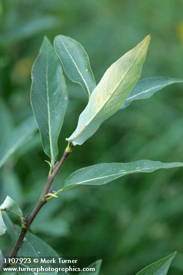 Drummond's Willow foliage underside detail
