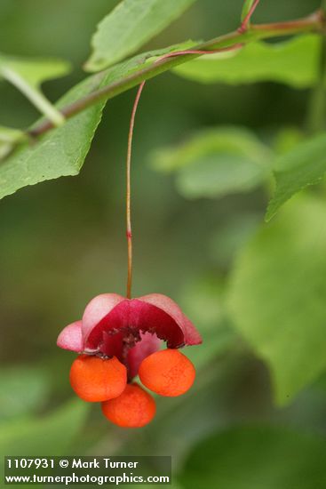 Western Wahoo (Western Burning Bush) fruit