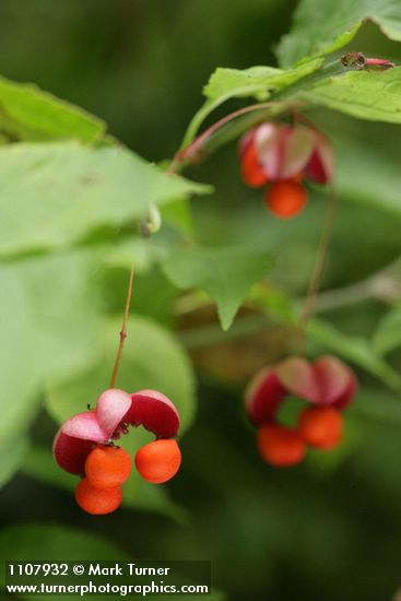 Western Wahoo (Western Burning Bush) fruit