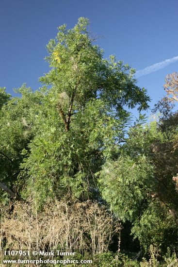 Northern California Black Walnut