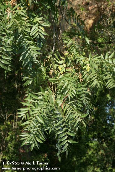Northern California Black Walnut foliage & nut