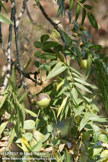 Northern California Black Walnut foliage & nut
