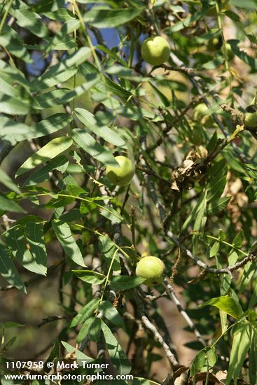 Northern California Black Walnut foliage & nuts