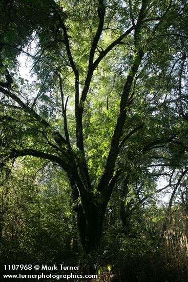 Northern California Black Walnut