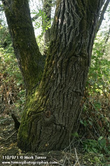 Northern California Black Walnut trunk