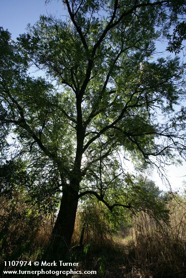 Northern California Black Walnut