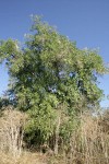 Northern California Black Walnut