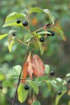California Buckthorn fruit & foliage