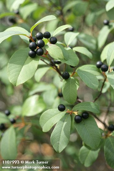 California Buckthorn fruit & foliage