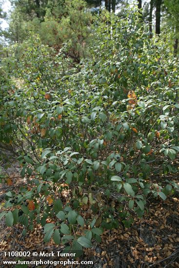 California Buckthorn in fruit