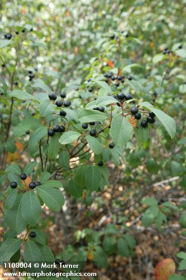 California Buckthorn fruit & foliage