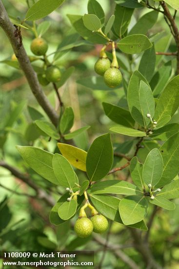 Oregon Myrtle fruit & foliage