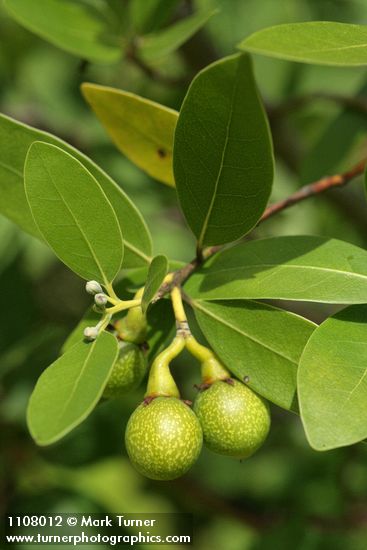 Oregon Myrtle fruit & foliage detail