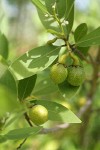 Oregon Myrtle fruit & foliage detail