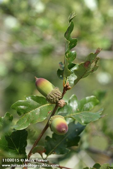 Oregon White Oak (Brewer's Oak) acorns & foliage