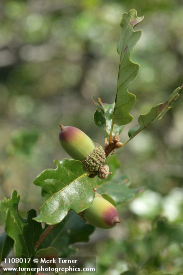 Oregon White Oak (Brewer's Oak) acorns & foliage