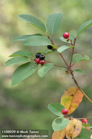California Buckthorn mature & immature fruit among foliage