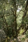 Canyon Live Oak