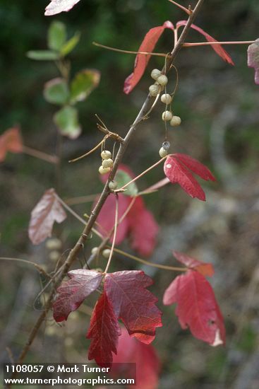 Poison-oak fall foliage & fruit