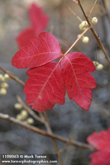 Poison-oak fall foliage & fruit