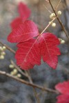 Poison-oak fall foliage & fruit