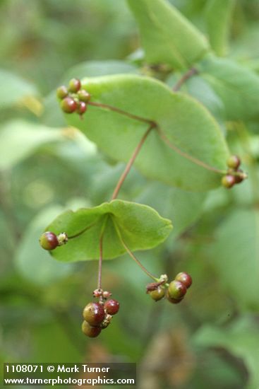 Orange Honeysuckle fruit & foliage