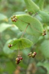 Orange Honeysuckle fruit & foliage