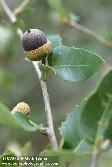 Canyon Live Oak acorn among foliage, detail