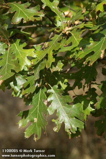 California Black Oak foliage