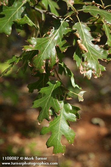 California Black Oak foliage