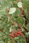 Sticky Whiteleaf Manzanita fruit & foliage