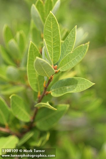 Huckleberry Oak foliage detail