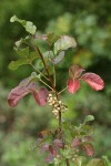 Poison-oak fall foliage & fruit