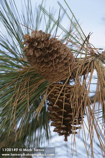 Jeffrey Pine cones among foliage