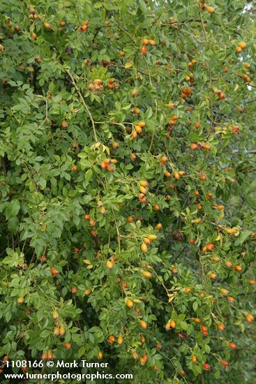 Sweetbriar Rose in fruit