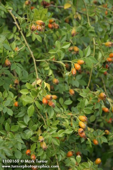 Sweetbriar Rose fruit & foliage